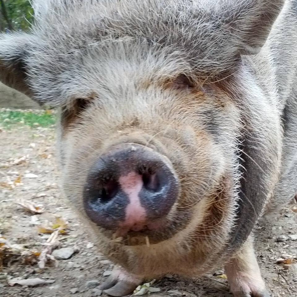 Pokey Maxx in Freeland, MD Pig Placement Network