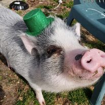 Lady Pig in Absecon, NJ - Pig Placement Network