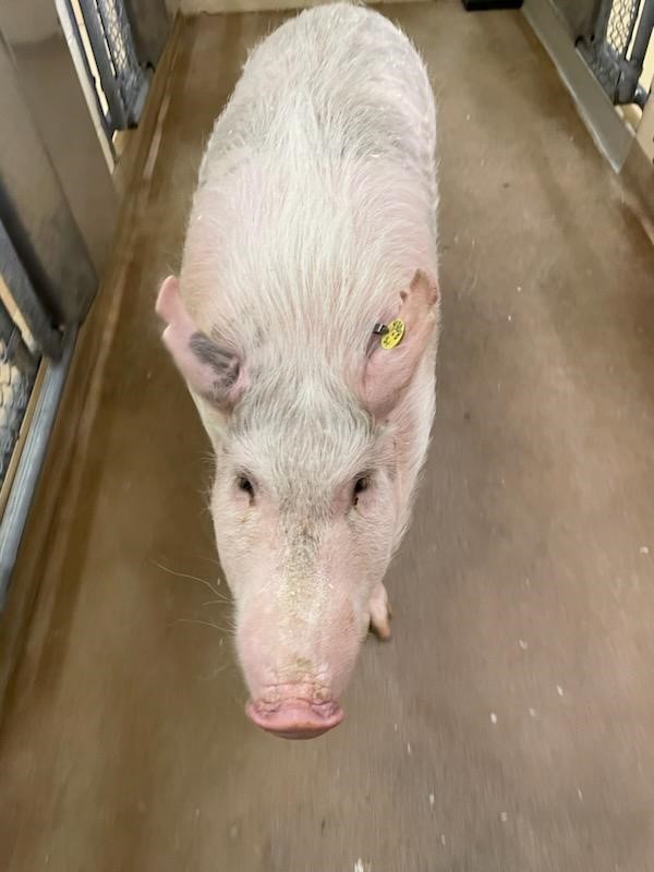 Rue in Goldsboro, MD Pig Placement Network