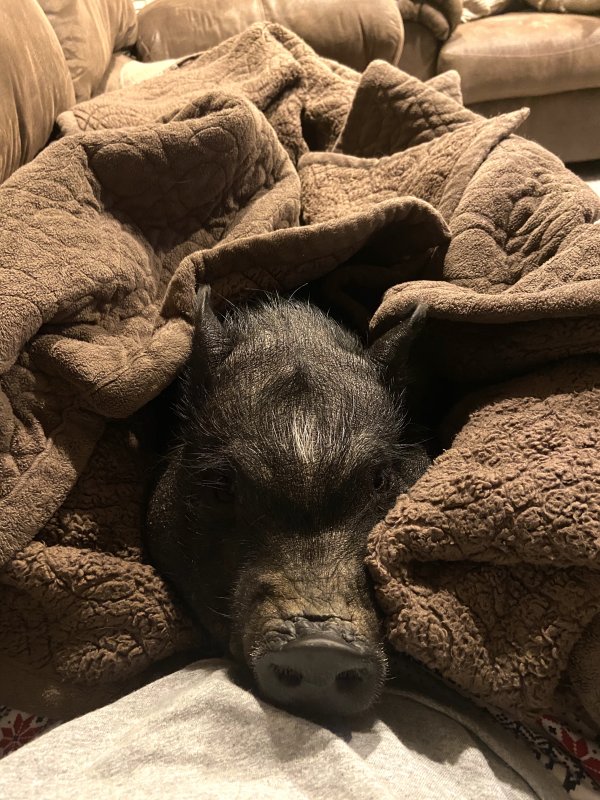 Scout in Mechanicsville, MD Pig Placement Network