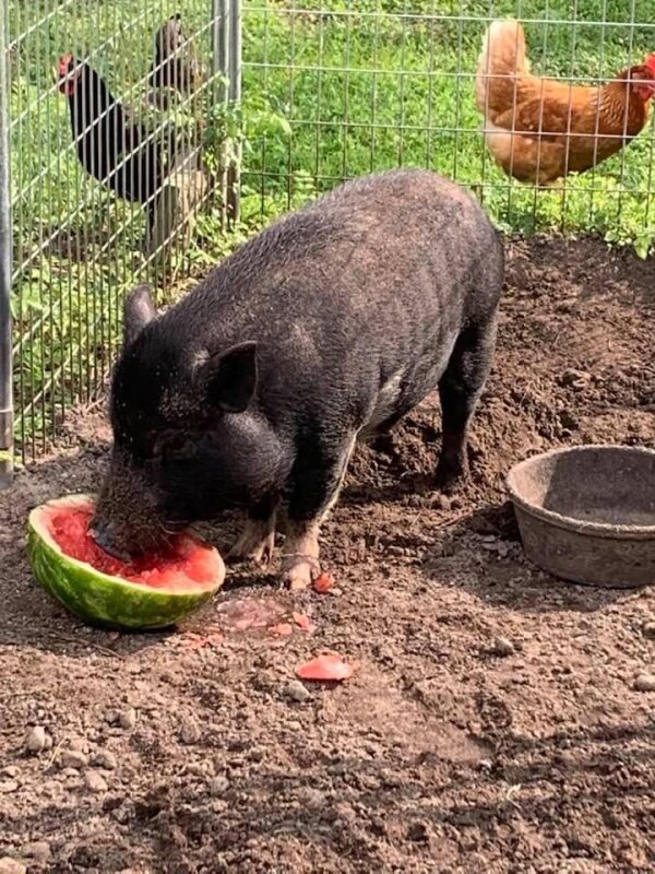 Ruby in Virginia Beach, VA Pig Placement Network